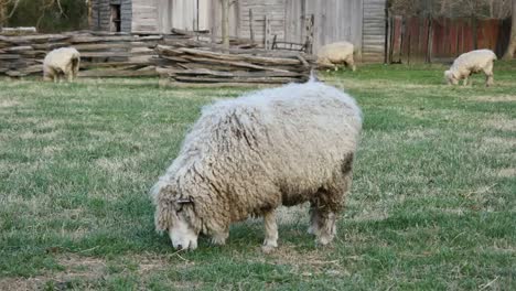 Virginia-Colonial-Williamsburg-Sheep-Eating-Grass