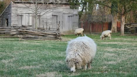 Virginia-Colonial-Williamsburg-Sheep-Grazing