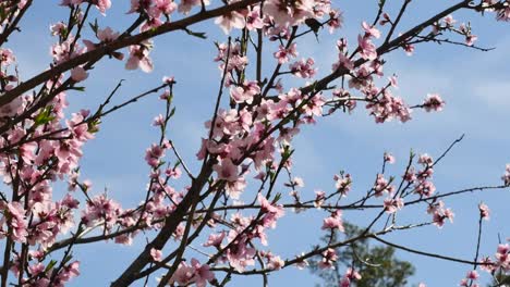 Virginia-Blossoms-Against-Blue-Sky