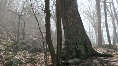Virginia-Junge-In-Nebliger-Waldpfanne