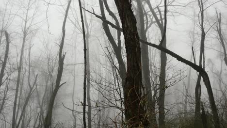 Virginia-Early-Spring-Trees-In-Fog