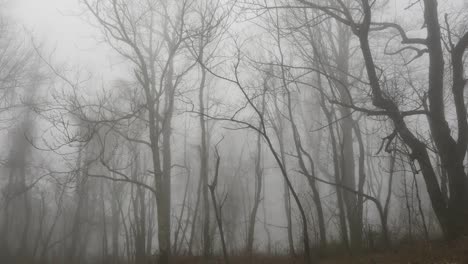 Virginia-Nebel-Und-Kahlen-Bäume
