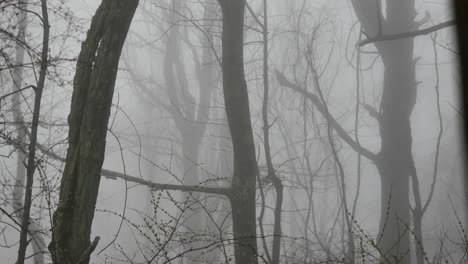 Virginia-Foggy-Foggy-Woods
