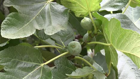 Chile-Figs-On-A-Tree-Zoom-In