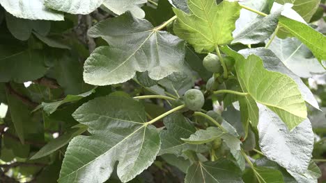 Chile-Figs-On-A-Tree