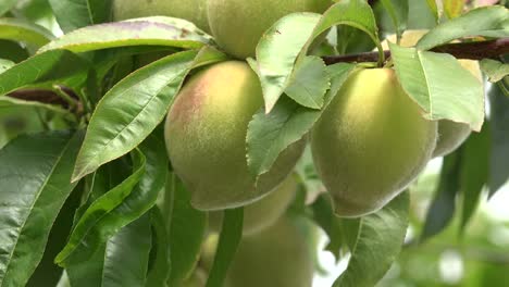 Chile-Peaches-On-Tree