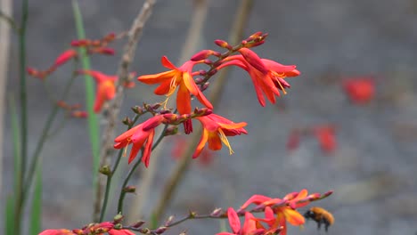 Chile-Rote-Blume-Und-Biene