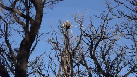 Texas-Big-Bend-Molino-De-Viento-Roto-A-Través-De-árboles-Sam-Nail-Ranch