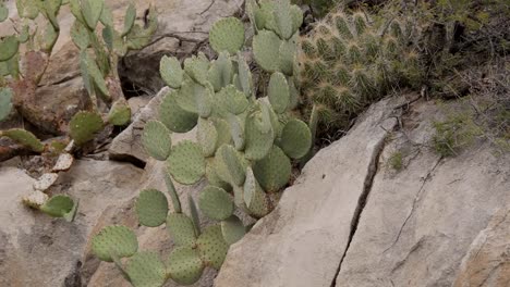 Texas-Big-Bend-Cactus-Y-Piedras