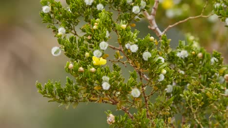 Texas-Big-Bend-Creosote-Bush-Flowers-And-Seed-Pods
