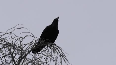 Texas-Big-Bend-Raven-On-Tree-Caws-Loudly-Sound