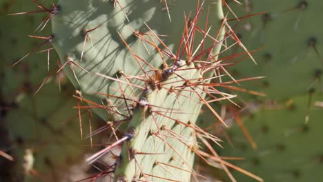 Texas-Big-Bend-Spines-On-Cactus