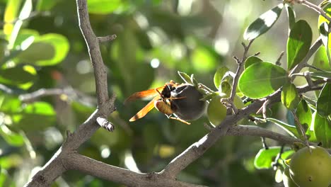 Texas-Big-Bend-Wasp-Crawling-On-Fruit