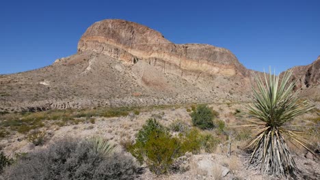 Texas-Big-Bend-Yucca-And-Mountain-View
