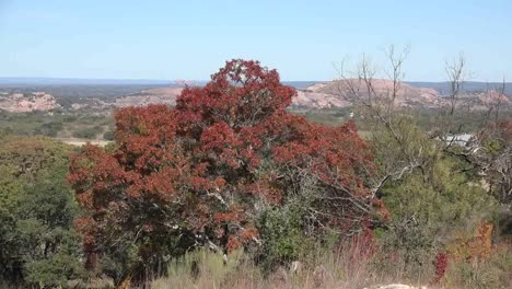 Texas-Enchanted-Rock-Past-Dead-Tree