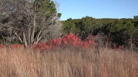 Texas-Hill-Country-Trockenes-Gras-Und-Rote-Sumachblätter-Vergrößern