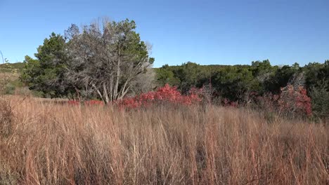 Texas-Hill-Country-Hierba-Seca-Y-Hojas-De-Zumaque-Rojo