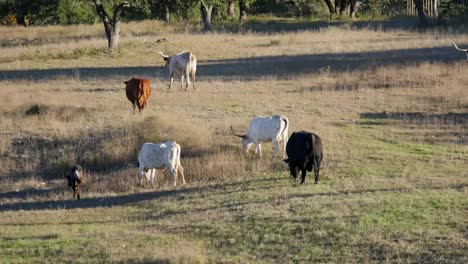 Texas-Hill-Country-Longhorns