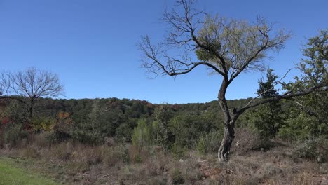 Texas-Hill-Country-Mistletoe-On-Tree