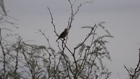 Texas-Terlingua-Vögel-Auf-Zweigen