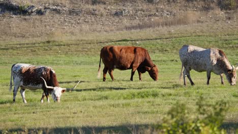 Texas-Longhorn-Cattle-Grazing