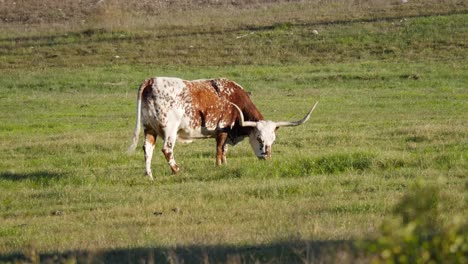 Texas-Rot-weiße-Longhorn-Kuh-Weiden-Und-Hebt-Den-Kopf