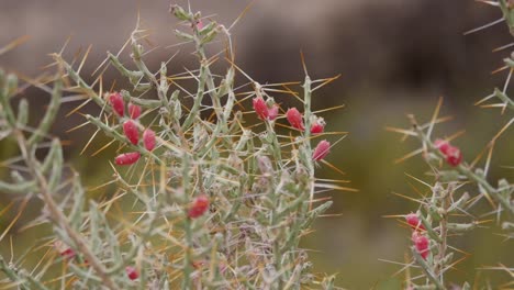 Texas-Red-Pods-On-Cactus