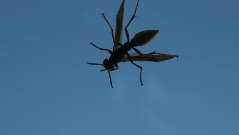 Texas-Wasp-On-Window