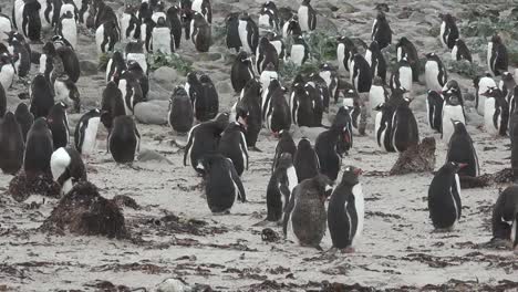 Falkland-Pinguingruppe-Zoom