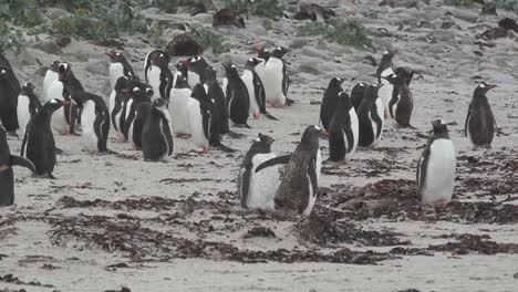 Falklands-Schwenkt-Und-Zoomt-Auf-Eine-Pinguinkolonie