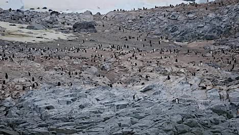Antarktis-Viele-Pinguine-Auf-Felsen