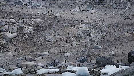 Antarctica-Penguins-With-Boulders-On-Shore