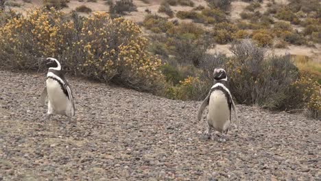 Argentinien-Magellanschen-Pinguine-Marschieren