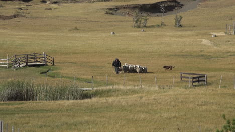 Argentinien-Patagonien-Schafe-Hüten