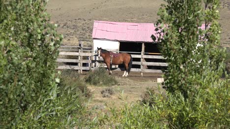 Argentinien-Patagonien-Pferd-Von-Zaun