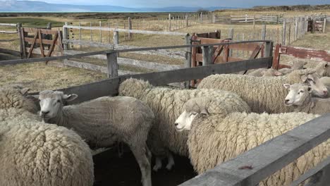 Argentinien-Patagonien-Schafe-In-Einem-Stift