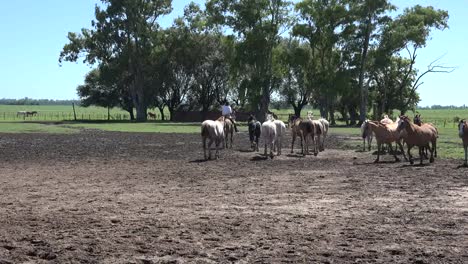 Argentina-Estancia-Horses-Running-Along
