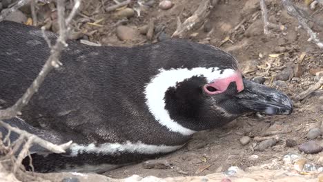 Argentina-Head-Of-Magellanic-Penguin-In-Burrow
