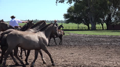 Argentina-Herds-Of-Horses-At-Estancia