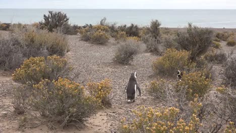 Argentina-Penguin-By-Shrubs
