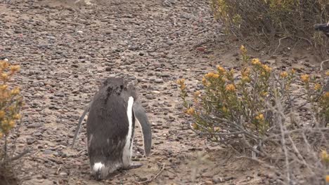 Pingüino-Argentino-En-Tierra-De-Guijarros