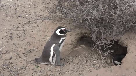 Argentina-Penguin-Stands-By-Burrow