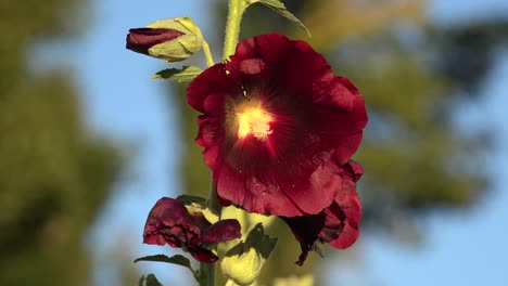 Argentinien-Rote-Stockrosenblume