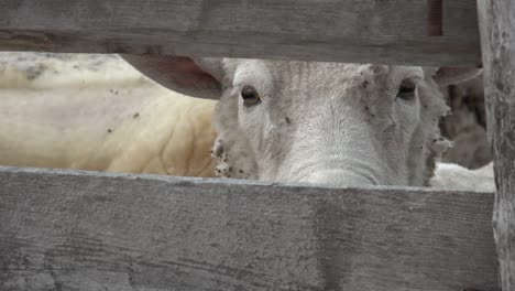 Argentina-Sheep-Looks-Through-Fence