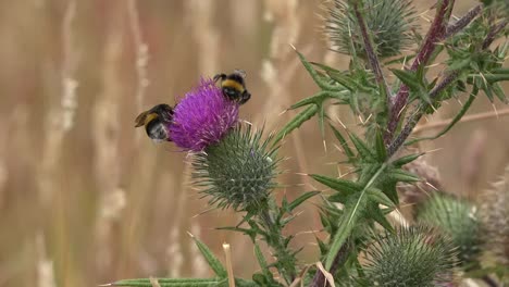 Argentina-Two-Bees-On-Thistle