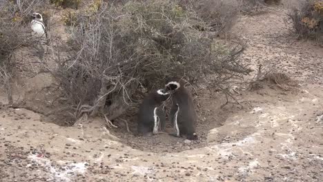 Argentina-Zoom-Out-From-Penguin-Pair-Grooming-Each-Other