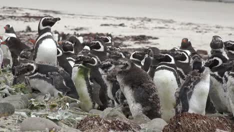 Falkland-Esels-Erwachsene-Und-Junge-Pinguine