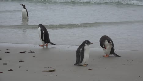 Falklands-Gentoo-Baby-Mit-Erwachsenen-Am-Strand