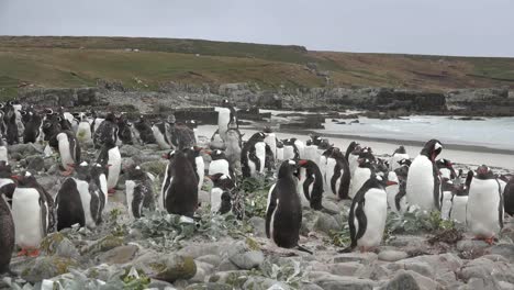 Falkland-Eselspinguine-Und-Strand