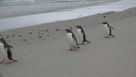 Falkland-Eselspinguine-Marschieren-Am-Strand